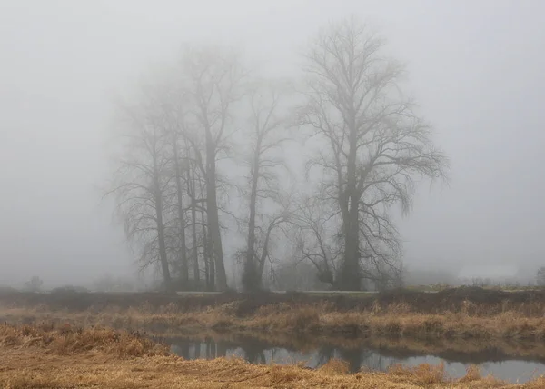 Foggy Autumn Morning Marshes — стоковое фото