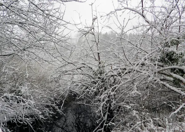 Fresh Snow Leafless Branches Trees —  Fotos de Stock