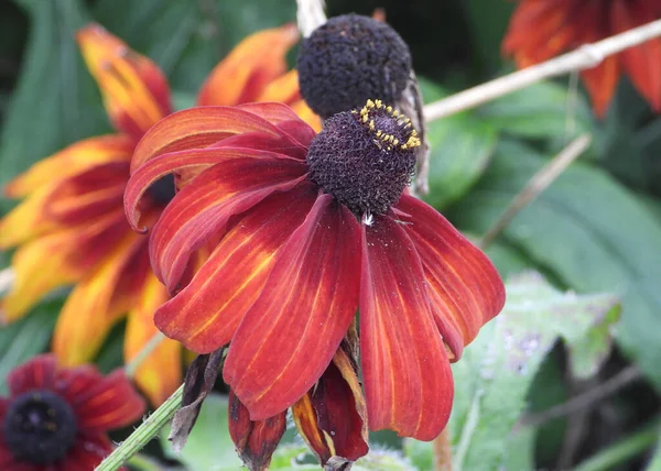 Primo Piano Della Testa Fiore Coneflower Viola — Foto Stock