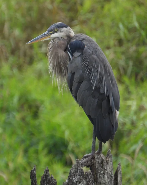 Great Blue Heron Εικόνα Νο1 — Φωτογραφία Αρχείου