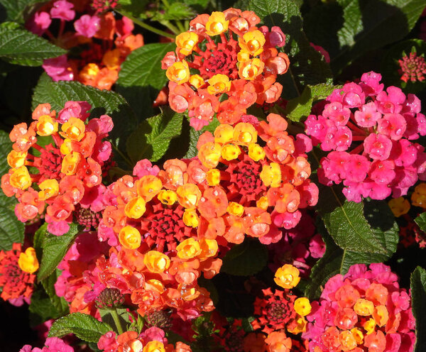 Красочные цветы Лемон Лантана из Лантанаса