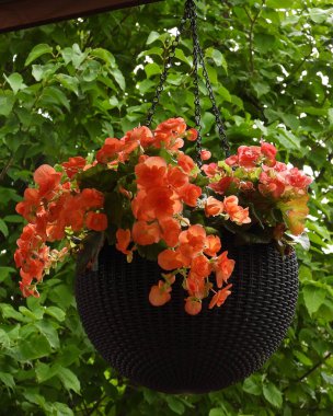 Kırmızı Pelargoniumlardan Zonak Geranium çiçekleri