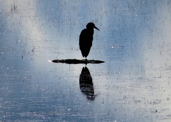 Great Blue Heron Profile Reflections Light — Stock Photo, Image