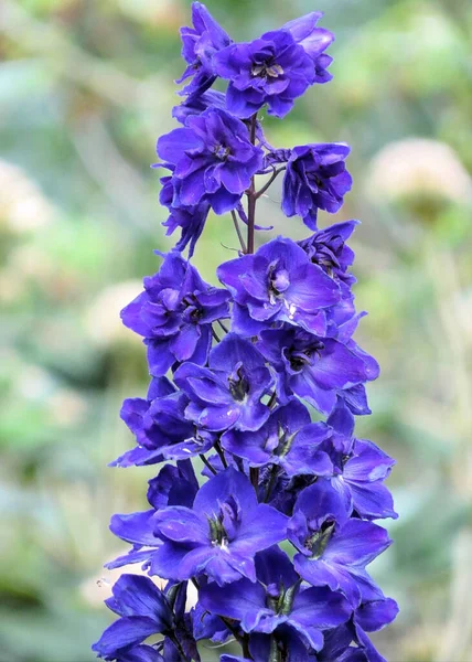 Μπλε Λουλούδι Του Κεριού Larkspur Της Larkspurs — Φωτογραφία Αρχείου