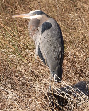 Kuru otları olan Büyük Mavi Balıkçıl          