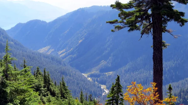 Őszi Színek Völgy Cascade Hegység — Stock Fotó