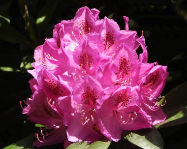 Cotawba Rosebay Azalea çiçeklerinin mor güzelliği