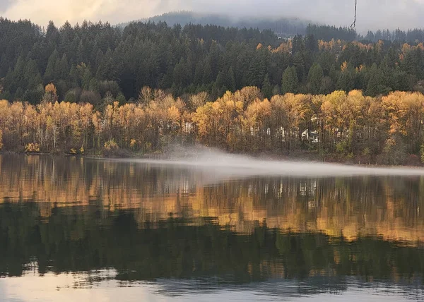 Couleurs Jaunes Automne Des Arbres Feuilles — Photo