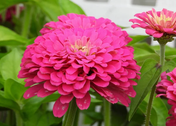 Közönséges Zinnia Lila Virágfeje — Stock Fotó