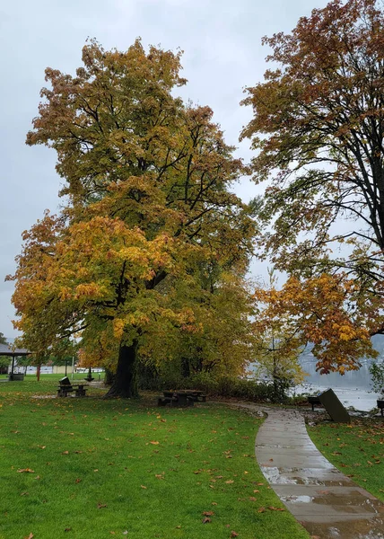 Ahorn Blättert Herbstfarben Einem Regnerischen Tag — Stockfoto