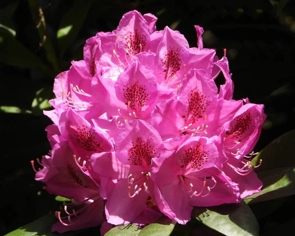 Lila Skönhet Cotawba Rosebay Azalea Blommor — Stockfoto