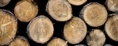 Kesilen ağaç gövdelerinin kesitleri