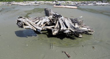 Kanada Pasifik plajında sürüklenen odun.