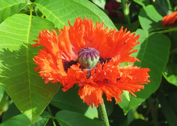 Detalhes Fascinantes Flor Papoula Oriental — Fotografia de Stock