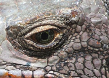 Aziz Thomas 'tan iguana' nın gözü                               