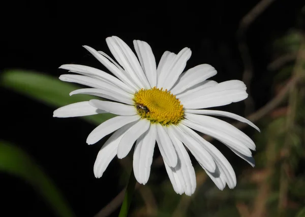 Cabeza Flor Amarilla Oxeye Daisy — Foto de Stock