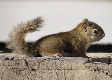 Amerikan kırmızı sincabı bahar güneşinin tadını çıkarıyor.                               