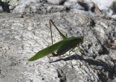 Yeşil kanatlı ve tavırlı Çekirge                               
