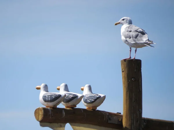 Παρακολούθηση Της Θαλάσσιας Κυκλοφορίας Από Την Εταιρεία Seagull — Φωτογραφία Αρχείου