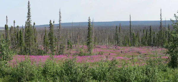 Territórios Noroeste Tundra Cheia Flores Primavera — Fotografia de Stock