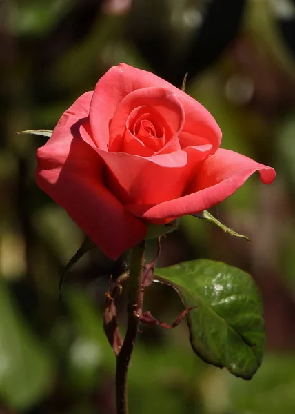 Красный Китай Роза Очаровательная Красота — стоковое фото