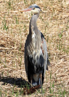 Mavi balıkçıl 22 numaralı resim için poz veriyor.