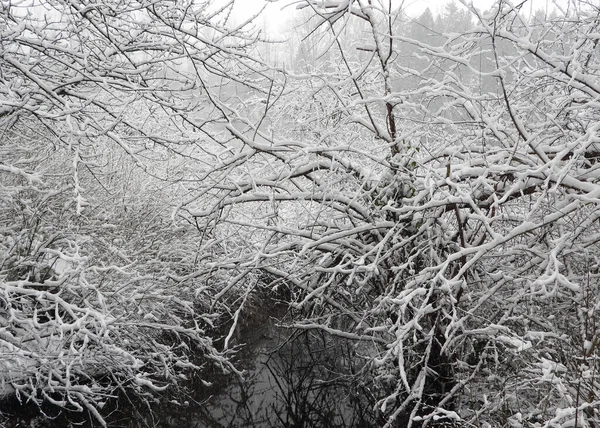 Invierno Nieve Fresca Las Ramas Sin Hojas —  Fotos de Stock