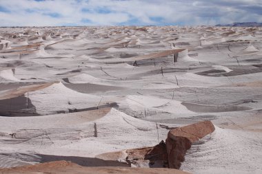 Arjantin 'in kuzeybatısında eşsiz bir sünger taşı tarlası.