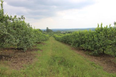 Arjantin 'in kuzeybatısındaki narenciye tarlası