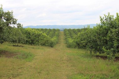 Arjantin 'in kuzeybatısındaki narenciye tarlası