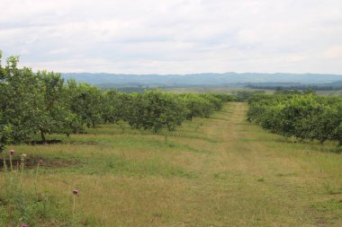 Arjantin 'in kuzeybatısındaki narenciye tarlası