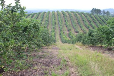 Arjantin 'in kuzeybatısındaki narenciye tarlası
