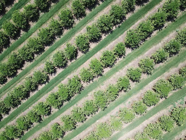 Citrus Plantation Northwestern Argentina — Stock Photo, Image