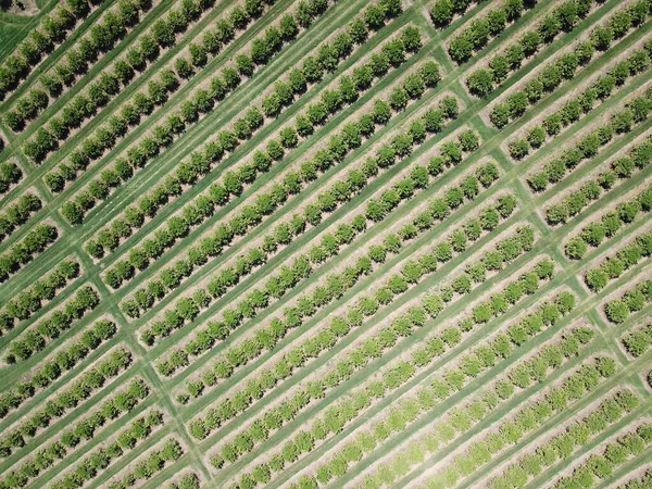 Citrus Plantation Northwestern Argentina — стоковое фото