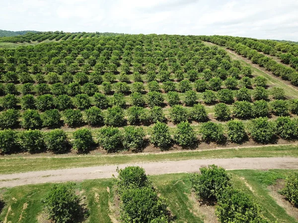 Citrus Plantation Northwestern Argentina — 스톡 사진