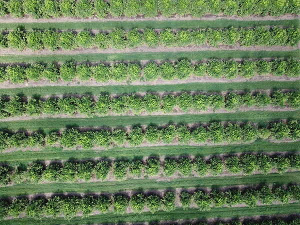 Citrus Plantation Northwestern Argentina — Stock Photo, Image