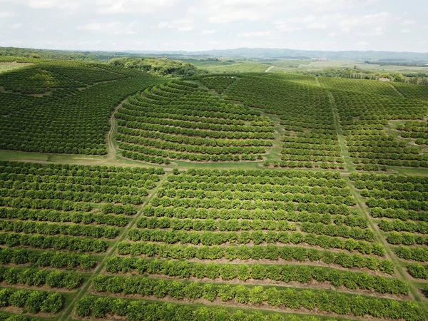 Arjantin 'in kuzeybatısındaki narenciye tarlası