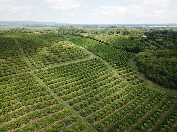 Citrus Plantation Northwestern Argentina — 스톡 사진