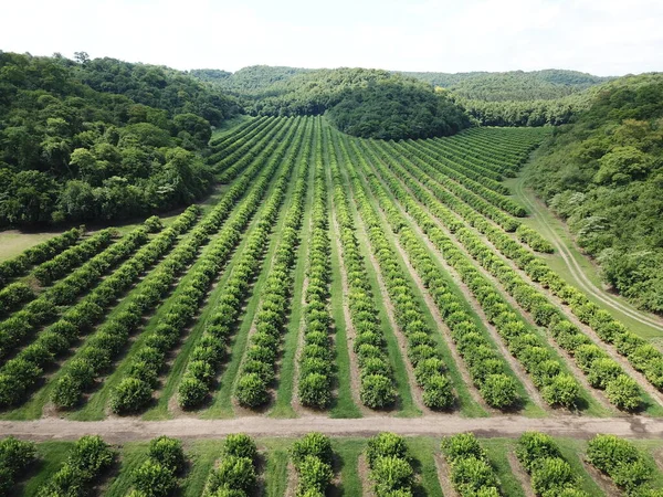 Arjantin 'in kuzeybatısındaki narenciye tarlası