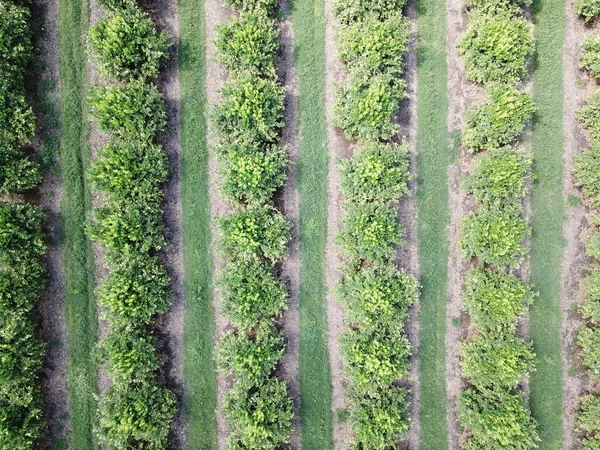 Citrusové Plantáže Severozápadní Argentině — Stock fotografie