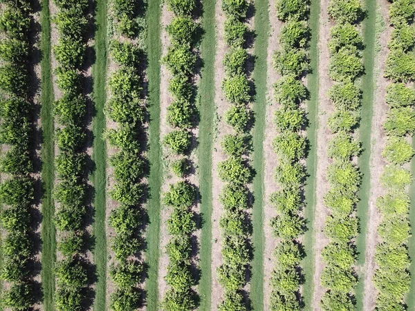 Plantação Citros Noroeste Argentina — Fotografia de Stock