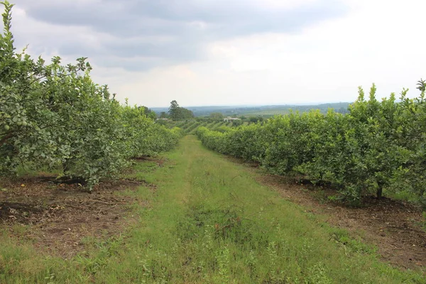 Arjantin 'in kuzeybatısındaki narenciye tarlası