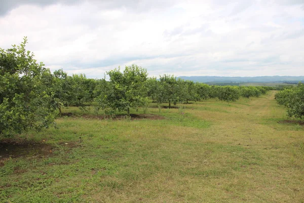 Arjantin 'in kuzeybatısındaki narenciye tarlası