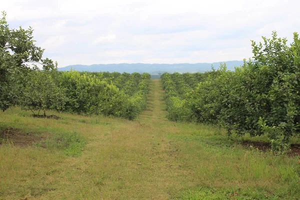 Arjantin 'in kuzeybatısındaki narenciye tarlası