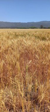 Kuzey Arjantin 'deki altın buğday tarlaları