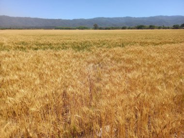 Kuzey Arjantin 'deki altın buğday tarlaları