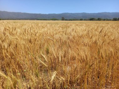 Kuzey Arjantin 'deki altın buğday tarlaları