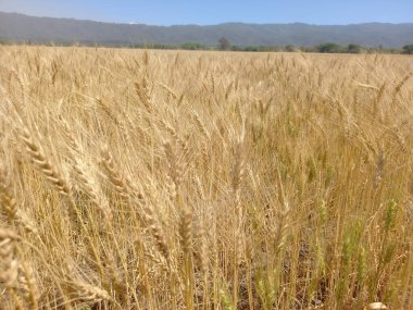 Kuzey Arjantin 'deki altın buğday tarlaları