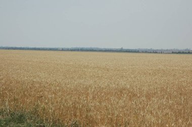 Kuzey Arjantin 'deki altın buğday tarlaları