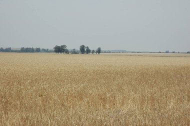 Kuzey Arjantin 'deki altın buğday tarlaları